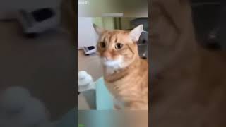 Soft Cat acts like baby - Funny Animals 📊 Top Video! screenshot 2