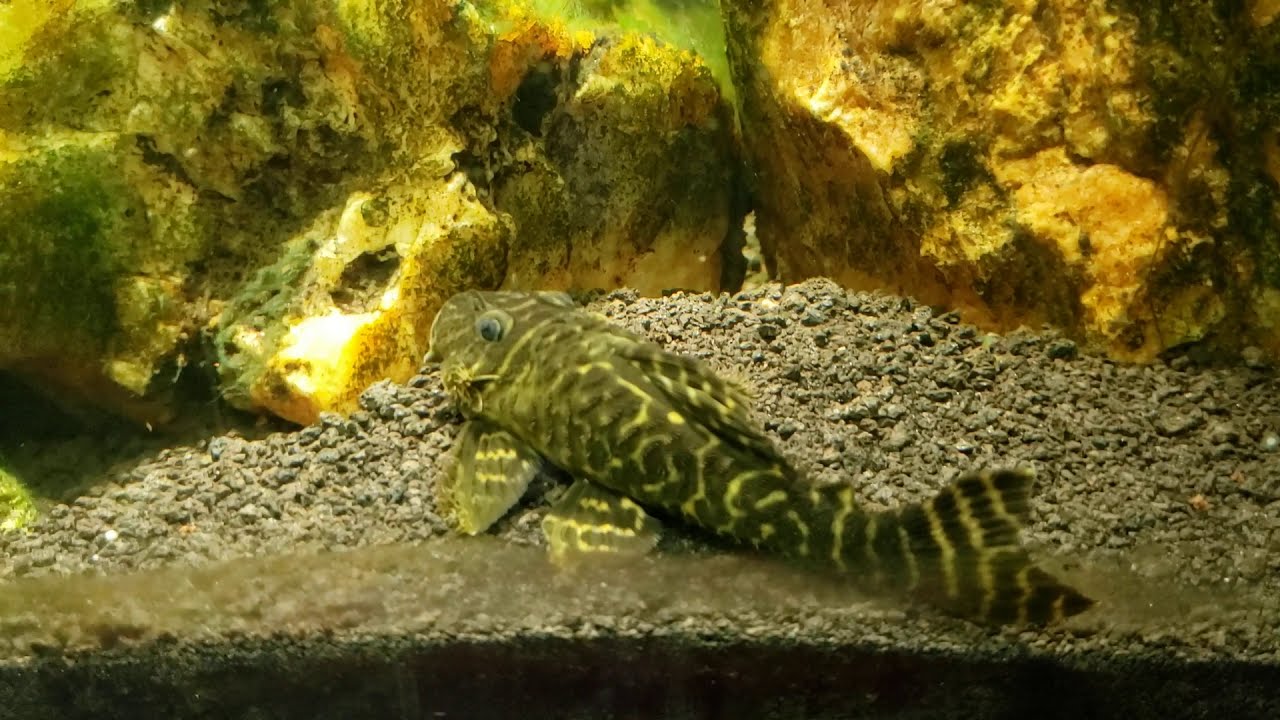 Chocolate Zebra Pleco (L270) YouTube