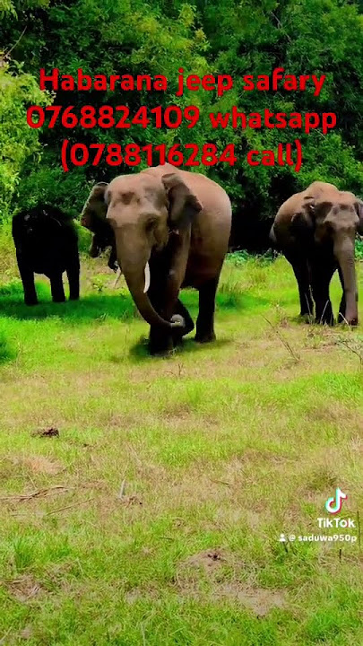 0768824109 whatsapp (0788116284 call)