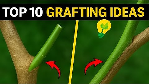 Top 10 Grafting Ideas 🌱 | Best Grafting Techniques for Plants#grafting