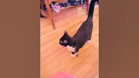 My Baby Cat Loves to Fetch Caps 24/7