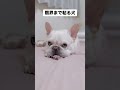 睡魔..限界まで粘る犬【フレンチブルドッグ frenchbulldog】