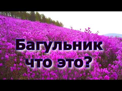 Багульник - Что Это Такое