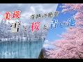 【緊急】奇跡の共演!!雪と桜と青い池 美瑛の5月のありえない素敵な景観 4K「北海道 美瑛」