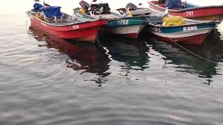 Lobos marinos en el puerto de talcahuano region del bio bio chile