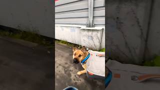 Приютский Тузик ищет дом 🏠, а пока идет с тренировочки и несет свои вещи 😊🐶