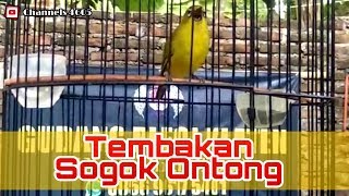 Pleci Tembakan Sogok Ontong