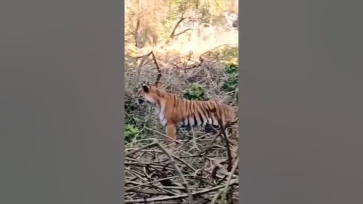 spotted the thiger attacked a sambar deer in corbett national park 😱🐯 #shorts #corbettnationalpark