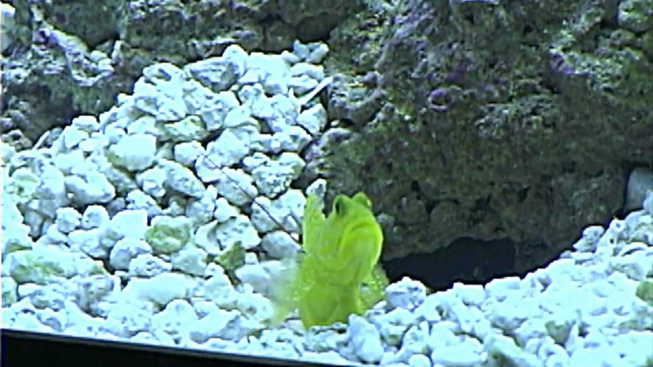 Goby and Pistol Shrimp (Crushed Coral) YouTube