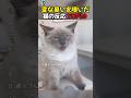 変な臭いを嗅いだときの猫の反応 TOP10