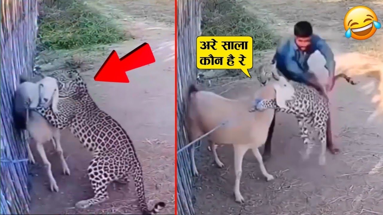 भाई ने नशे नशे में तेंदुए को ही जाकर पकड़ लिया और फिर 😲🤣 ll Animal funniest moment recorded on cam.