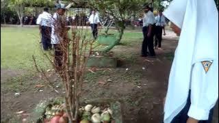 P5: Pembuatan Minyak Biji Bintaro SBG bahan bakar alternatif pengganti kerosin (penjemuran biji)