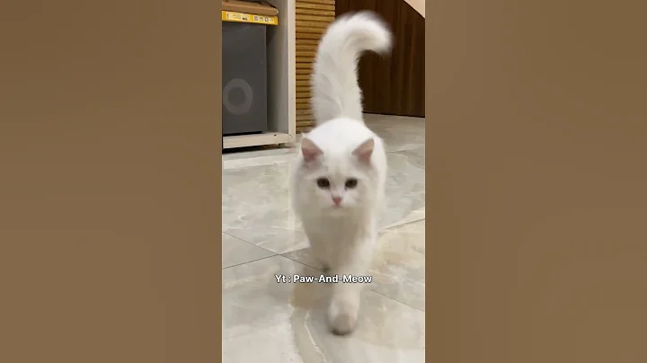 Video 11604681: doll face persian cat, adorable persian kitten, persian cat funny, meet persian, cute kitty playing