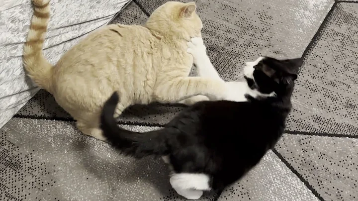 Watch the video about Cat Fight