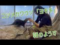 コツメカワウソ「ヨモギ」朝のようす