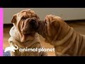 These Wrinkly Shar-Pei Pups Are Learning To Be The Best Guard Dogs! | Too Cute!