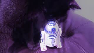 Cats playing bop it R2D2 for the first time funny reactions quarantine fun with cats by RealReviews YS 163 views 4 years ago 2 minutes, 3 seconds