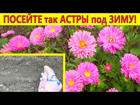 Video: Aster: Zimska Sjetva Sjemena