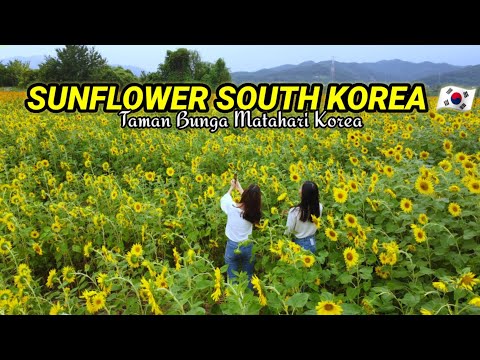 TAMAN BUNGA MATAHARI DAEGU KOREA SELATAN CINEMATIC VIDEO