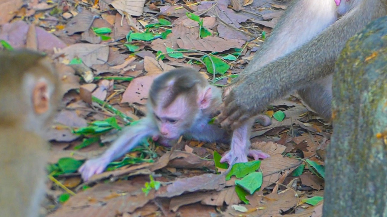 Monkey Libby tries training her newborn Levy to learn walking