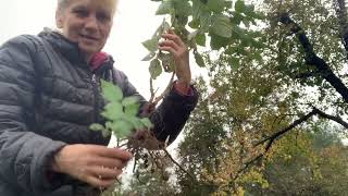 Ідеальний спосіб посадки малини #малина #ягідник #сад #garden 