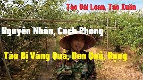 Táo Xuân, Táo Đài Loan Bị Vàng Quả, Nguyên Nhân, Cách Phòng Trừ