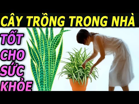 8 Loại cây trồng trong nhà tốt nhất cho sức khỏe