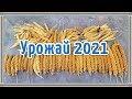 Собираем урожай чумизы 2021 года. Лакомство для попугая.