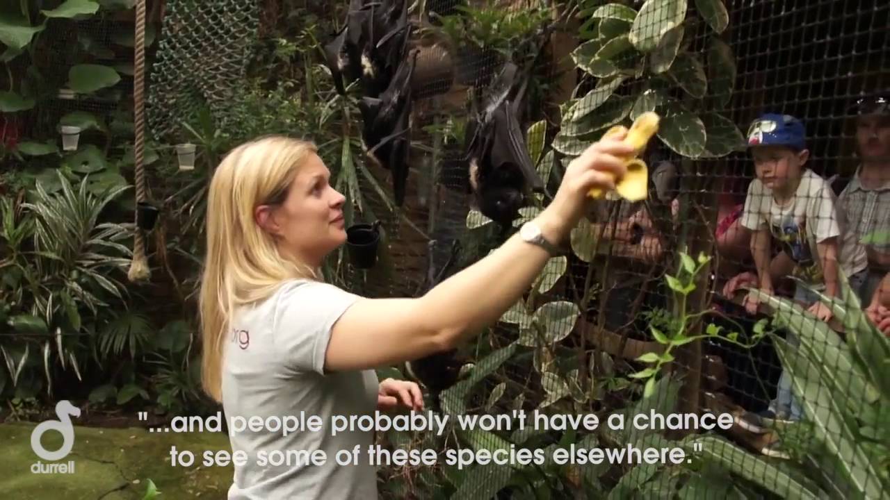 Keeper Talks at Durrell Fruit Bats YouTube