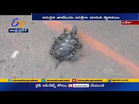 Fisherman Nets Rare Freshwater Turtle in Odisha | ఒడిశాలో అరుదైన సముద్ర తాబేలు