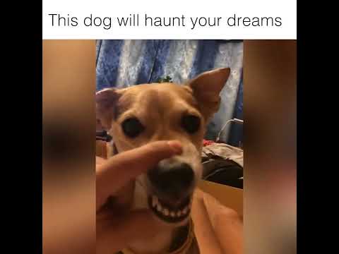 This Dog Will Haunt Your Dreams Hahaha