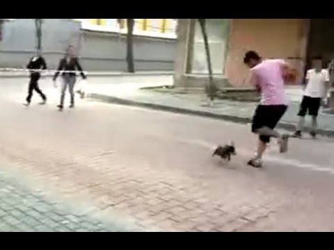 犬を蹴り上げた飼い主の動画 画像 動画検索 マイルドサイト
