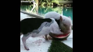 funny animal pigs