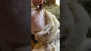 Ewe've Never Seen Wool Come Off Like This