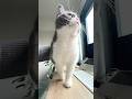 まるがいる朝#猫 #猫のいる暮らし #fyp #おすすめ