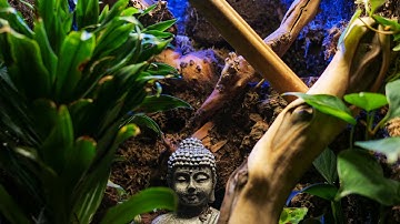 How To Make Naturalistic 3D Backgrounds - Tarantulas & Reptiles