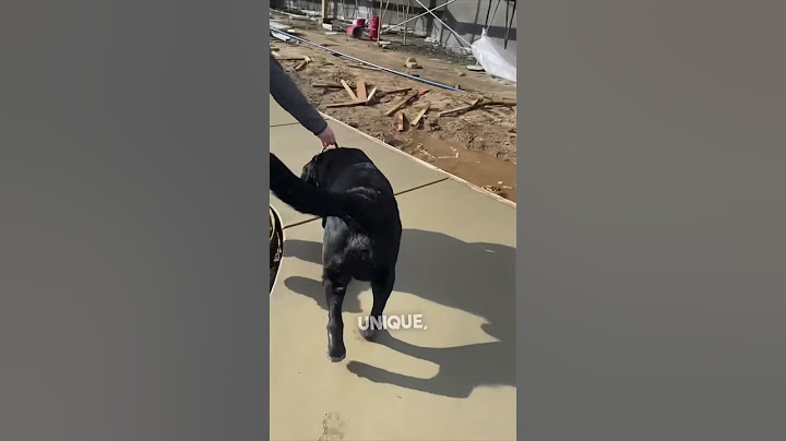Her dog put his paw prints in the concrete at her new business 👏