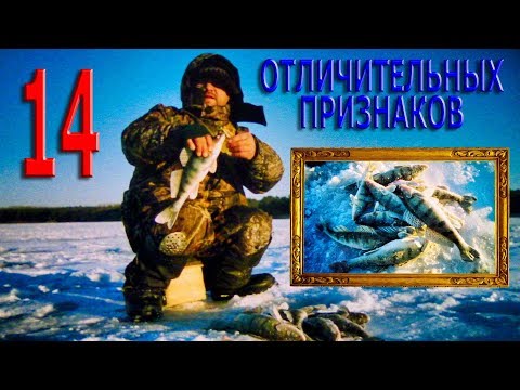 СУДАК и БЕРШ.14 ОТЛИЧИТЕЛЬНЫХ ПРИЗНАКОВ.Как их определить ? ( Занимательная ихтиология )