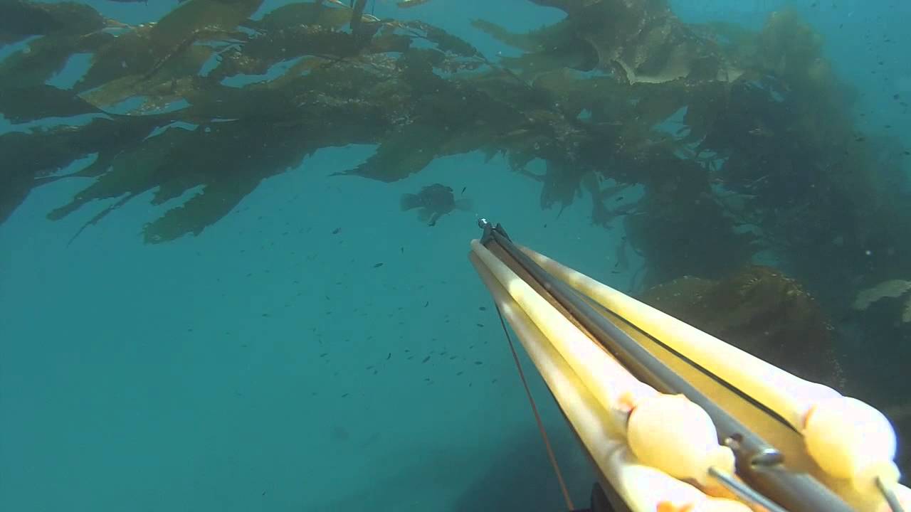 Spearfishing Mission Jetty YouTube