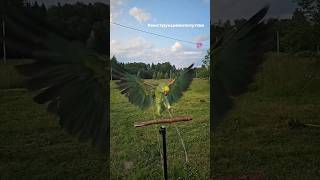 Тренируем полеты на свежем воздухе #амазон #дрессировка #попугай #parrot #freefly