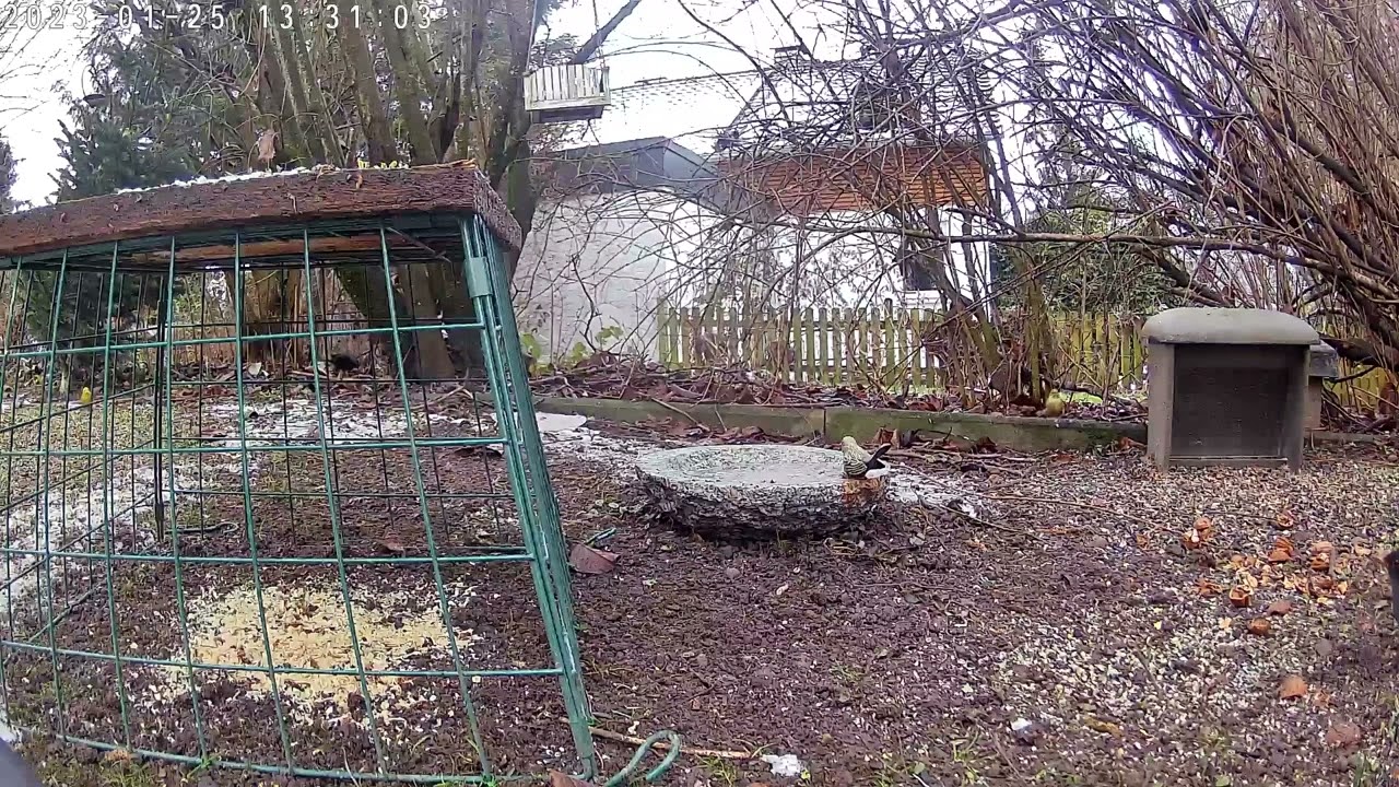 Rabenkrähe will mit dem Kopf durch die Wand bzw. Gitter