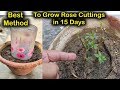 Best & Easiest way to grow ROSE from cuttings in 15 days | गुलाब की कलम को लगाने का सबसे आसान तरीका