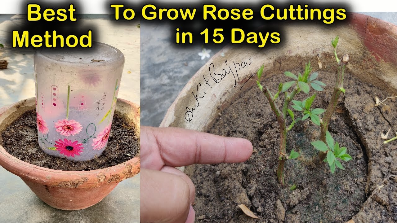 Best & Easiest way to grow ROSE from cuttings in 15 days गुलाब की कलम