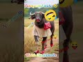 RampPeChaliBhains👠💄FashionKi DuniyaHilaDi😂#FunnyShorts #Viralvedio#funnymoodstudio#shortsfeed#funny