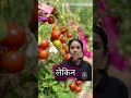पौधों को जानिए: Getting to Know Plants Class 6 NCERT for UPSC Basics