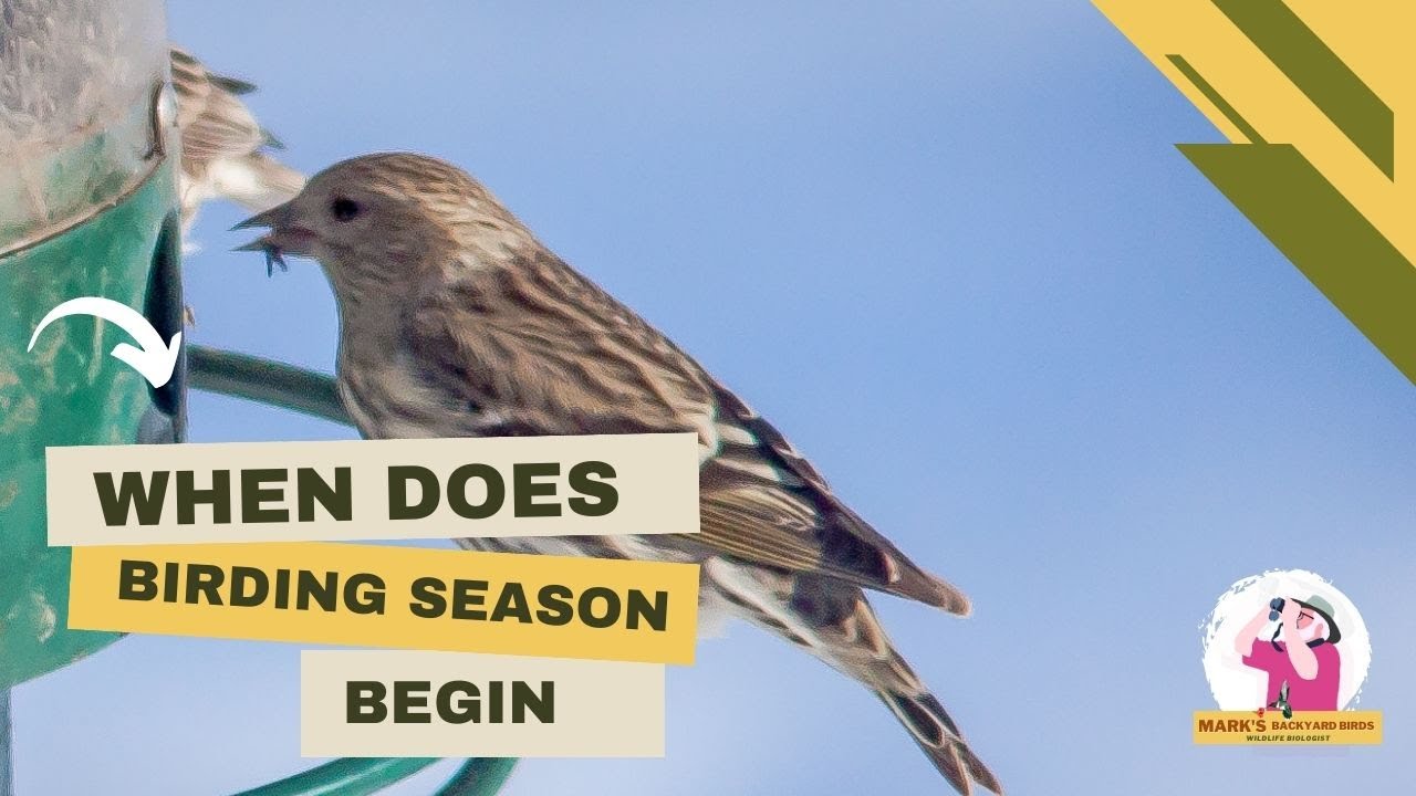 When Does Bird Feeder Season Begin? YouTube