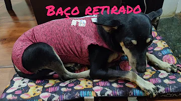 Porque o baço do cachorro aumenta?