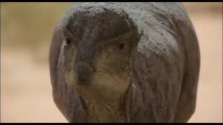 Prehistoric Planet 2 [2023] - Prenocephale Screen Time