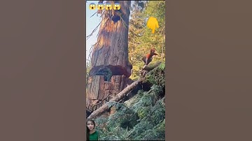 A clever idea to cutting down this huge tree #trendingshorts #youtubeshorts #youtubeviralshorts