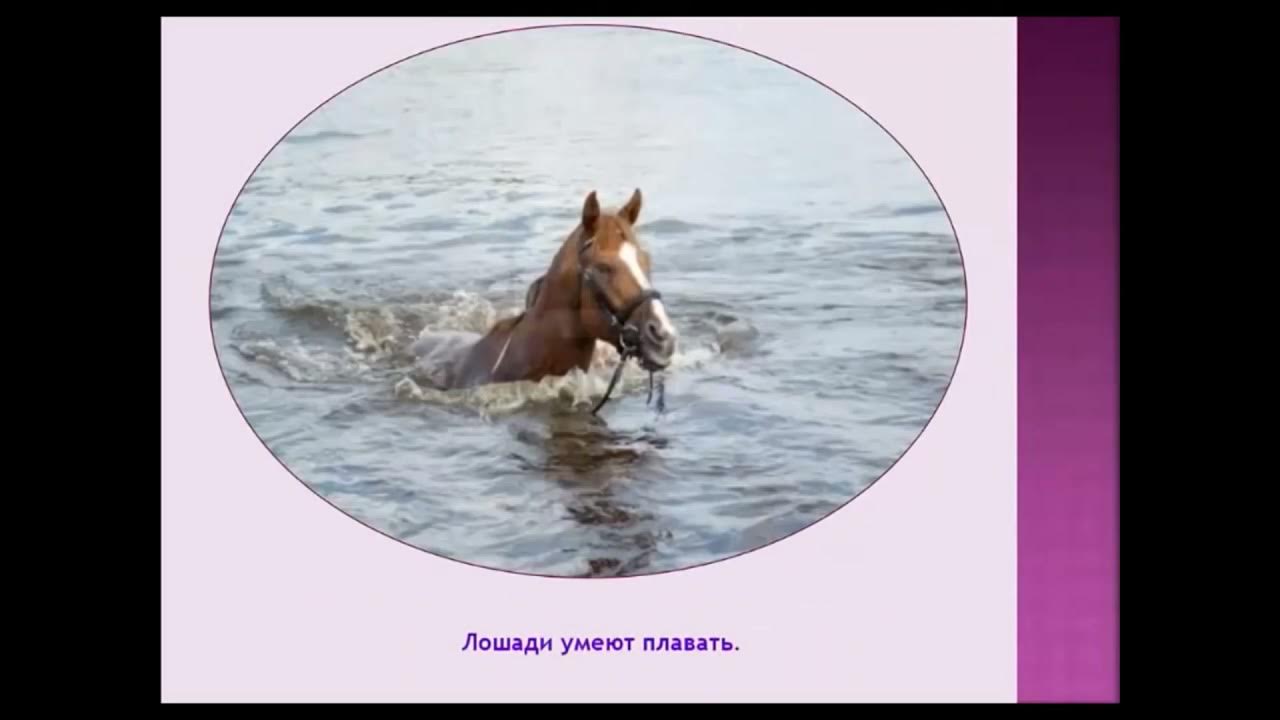 Интересные факты о лошадях. Лошадь в необычной позе. Лошадь делает сальто. Подготовка лошади к тренировке. Чего делать будут делать лошади.